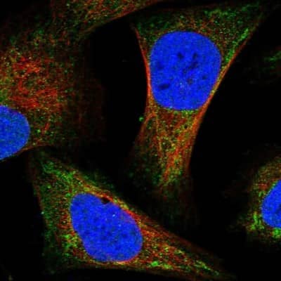 Immunocytochemistry/Immunofluorescence: IVD Antibody [NBP2-30578] - Immunofluorescent staining of human cell line U-2 OS shows localization to nucleoplasm & mitochondria. Antibody staining is shown in green.