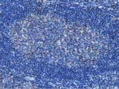 Immunohistochemistry: IVD Antibody (OTI1B10) - Azide and BSA Free [NBP2-71055] - Staining of paraffin-embedded Human lymph node tissue using anti-IVD mouse monoclonal antibody.