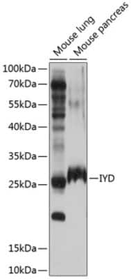 Western Blot: IYD Antibody [NBP3-04884] - Analysis of extracts of various cell lines, using IYD antibody at 1:1000 dilution. Secondary antibody: HRP Goat Anti-Rabbit IgG (H+L) at 1:10000 dilution. Lysates/proteins: 25ug per lane. Blocking buffer: 3% nonfat dry milk in TBST. Detection: ECL Basic Kit