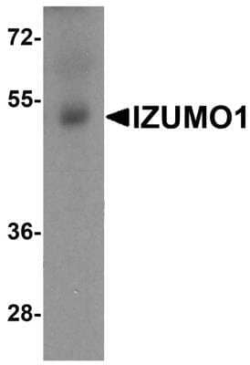 Western Blot IZUMO1 Antibody - BSA Free