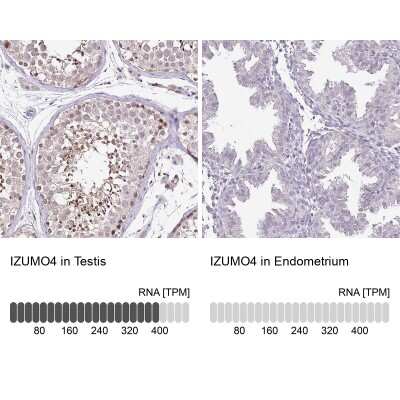Immunohistochemistry-Paraffin: IZUMO4 Antibody [NBP2-30881] - Staining in human testis and endometrium tissues using anti-IZUMO4 antibody. Corresponding IZUMO4 RNA-seq data are presented for the same tissues.