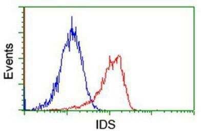 Flow Cytometry: Iduronate 2-Sulfatase/IDS Antibody (4G2) [NBP2-01761] - Analysis of Jurkat cells, using anti-Iduronate 2 sulfatase antibody, (Red), compared to a nonspecific negative control antibody (Blue).