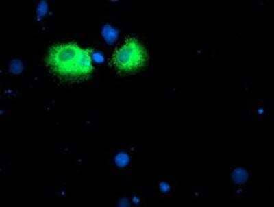 Immunocytochemistry/Immunofluorescence: Iduronate 2-Sulfatase/IDS Antibody (4G2) [NBP2-01761] - Staining of COS7 cells transiently transfected by pCMV6-ENTRY Iduronate 2 sulfatase.