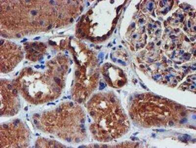 Immunohistochemistry-Paraffin: Iduronate 2-Sulfatase/IDS Antibody (4G2) [NBP2-01761] - Staining of paraffin-embedded Human Kidney tissue using anti-Iduronate 2 sulfatase mouse monoclonal antibody.