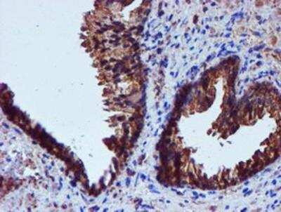 Immunohistochemistry-Paraffin: Iduronate 2-Sulfatase/IDS Antibody (4G2) [NBP2-01761] - Staining of paraffin-embedded Human prostate tissue using anti-Iduronate 2 sulfatase mouse monoclonal antibody.