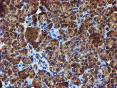 Immunohistochemistry: Iduronate 2-Sulfatase/IDS Antibody (OTI1D9) - Azide and BSA Free [NBP2-70994] - Staining of paraffin-embedded Human pancreas tissue using anti-Iduronate 2 sulfatase mouse monoclonal antibody.