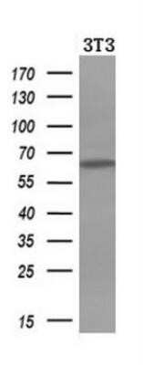 Western Blot: Iduronate 2-Sulfatase/IDS Antibody (OTI1D9) - Azide and BSA Free [NBP2-70994] - Analysis of extracts (10ug) from a mouse cell line by using anti-IDS monoclonal antibody (1:200).