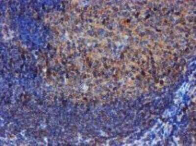 Immunohistochemistry: Iduronate 2-Sulfatase/IDS Antibody (OTI4G2) - Azide and BSA Free [NBP2-70996] - Human tonsil.