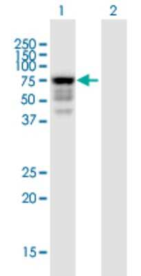 Western Blot: Iduronate 2-Sulfatase/IDS Antibody [H00003423-B01P] - Analysis of IDS expression in transfected 293T cell line by IDS polyclonal antibody.  Lane 1: IDS transfected lysate(60.5 KDa). Lane 2: Non-transfected lysate.