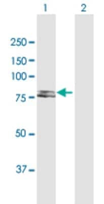 Western Blot: Iduronate 2-Sulfatase/IDS Antibody [H00003423-D01P] - Analysis of IDS expression in transfected 293T cell line by IDS polyclonal antibody.Lane 1: IDS transfected lysate(61.90 KDa).Lane 2: Non-transfected lysate.