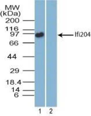 Western Blot Ifi204 Antibody