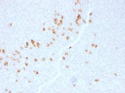 Immunohistochemistry-Paraffin Ig gamma-4 Chain C Region Antibody (IGHG4/1345) - Azide and BSA Free