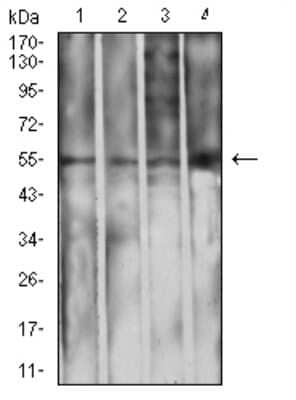 Western Blot: IgA Antibody (7D5F12) [NBP2-61794] - Analysis using IghA1 mouse mAb against L1210 (1), THP-1 (2), HepG2 (3), and COS7 (4) cell lysate.