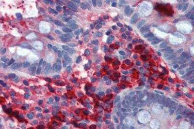 Immunohistochemistry-Paraffin: IgA Antibody (AD3) [NB500-469] - Staining of human colon (paraffin sections) with anti-IgA (clone AD3).