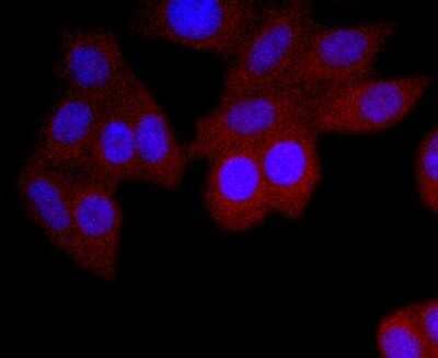 Immunocytochemistry/Immunofluorescence: IgA Antibody (JM10-42) [NBP2-66901] - Staining IgA in HepG2 cells (red). The nuclear counter stain is DAPI (blue). Cells were fixed in paraformaldehyde, permeabilised with 0.25% Triton X100/PBS.