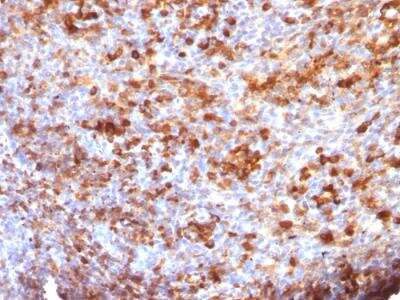 Immunohistochemistry-Paraffin: IgG Antibody (B33/20) - IHC-Prediluted [NBP2-48237] - Formalin-fixed, paraffin-embedded human Tonsil stained with IgG Monoclonal Antibody (B33/20)