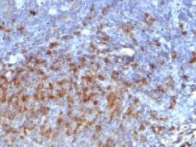 Immunohistochemistry-Paraffin: IgG Antibody (IG266) - Azide and BSA Free [NBP2-34648] - Formalin-fixed, paraffin embedded human Tonsil stained with IgG Monoclonal Antibody (IG266).