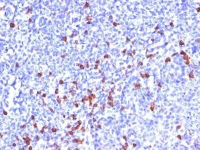 Immunohistochemistry-Paraffin: IgG Antibody (SPM556) - Azide and BSA Free [NBP2-34428] - Formalin-fixed, paraffin-embedded human Tonsil stained with IgG Monoclonal Antibody (SPM556).