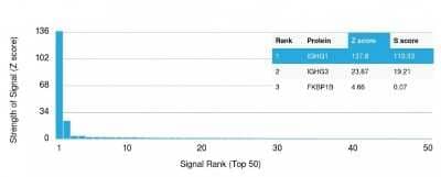 Protein Array: IgG Heavy Chain Antibody (IG507R) [NBP2-53145] - Analysis of Protein Array containing more than 19,000 full-length human proteins using IgG Heavy Chain Antibody (IG507R).Z- and S- Score: The Z-score represents the strength of a signal that a monoclonal antibody (Monoclonal Antibody) (in combination with a fluorescently-tagged anti-IgG secondary antibody) produces when binding to a particular protein on the HuProt(TM) array. Z-scores are described in units of standard deviations (SD's) above the mean value of all signals generated on that array. If targets on HuProt(TM) are arranged in descending order of the Z-score, the S-score is the difference (also in units of SD's) between the Z-score. S-score therefore represents the relative target specificity of a Monoclonal Antibody to its intended target. A Monoclonal Antibody is considered to specific to its intended target, if the Monoclonal Antibody has an S-score of at least 2.5.