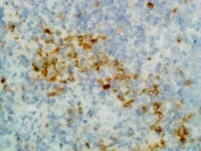 Immunohistochemistry: IgG Heavy Chain Antibody (RM116) [Unconjugated] [NBP2-62019] -  Human Tonsil using NBP2-62019.