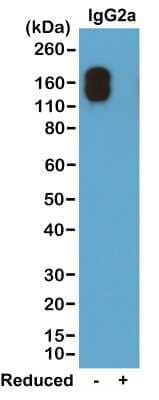 Western Blot IgG2a Kappa Antibody (RM107)
