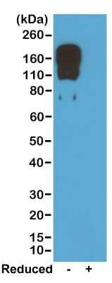 Western Blot IgG2c Antibody (RM223)