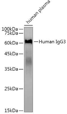 Western Blot: IgG3 Antibody (6Q4J8) [NBP3-15876] - Western blot analysis of extracts of human plasma, using IgG3 antibody (NBP3-15876) at 1:3000 dilution. Secondary antibody: HRP Goat Anti-Rabbit IgG (H+L) at 1:10000 dilution. Lysates/proteins: 25ug per lane. Blocking buffer: 3% nonfat dry milk in TBST. Detection: ECL Basic Kit. Exposure time: 1s.