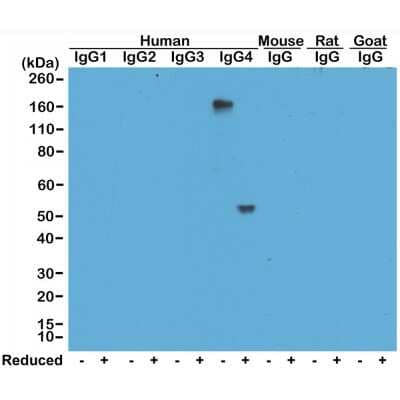 Western Blot: IgG4 Antibody (RM120) [Unconjugated] [NBP2-62126] - Western Blot of human, mouse, rat, and goat IgG shows NBP2-62126 reacts to human IgG4, in both whole molecule (~150kDa, non-reduced) and heavy chain (~50kDa, reduced) forms. No cross reactivity with other isotypes of human IgG, or mouse, rat, or goat IgG.