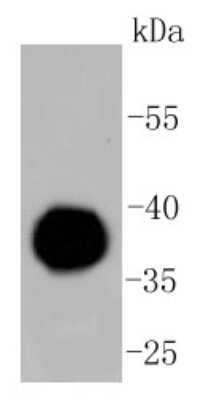 Western Blot: IgG4 Antibody (ST05-12) [NBP2-67527] - Analysis of IgG4 on human plasma lysates using anti-IgG4 antibody at 1/1,000 dilution.