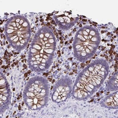 Immunohistochemistry-Paraffin: IgJ Antibody [NBP2-38523] - Staining of human colon shows high expression.