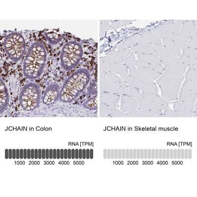 Immunohistochemistry-Paraffin: IgJ Antibody [NBP2-38523] - Staining in human colon and skeletal muscle tissues using anti-JCHAIN antibody. Corresponding JCHAIN RNA-seq data are presented for the same tissues.