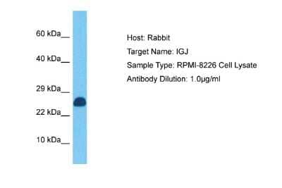 Western Blot: IgJ Antibody [NBP2-87622] - Host: Rabbit. Target Name: IGJ. Sample Tissue: Human RPMI 8226 Whole Cell. Antibody Dilution: 1ug/ml