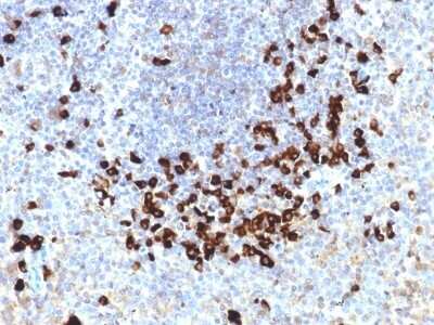 Immunohistochemistry-Paraffin: IgL Antibody (LLC/1738) - Azide and BSA Free [NBP2-54420] - Formalin-fixed, paraffin-embedded human Tonsil stained with Lambda Light Chain Monoclonal Antibody (LLC/1738).