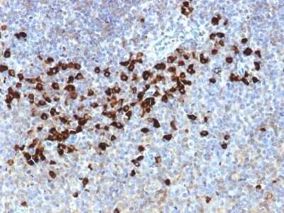 Immunohistochemistry-Paraffin: IgL Antibody (LLC/1738) - Azide and BSA Free [NBP2-54420] - Formalin-fixed, paraffin-embedded human tonsil stained with IgL Antibody (LLC/1738).