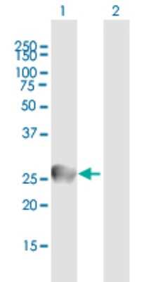Western Blot: IgL Antibody [H00003535-B01P] - Analysis of IGL@ expression in transfected 293T cell line by IGL@ polyclonal antibody.  Lane 1: IGL@ transfected lysate(25.52 KDa). Lane 2: Non-transfected lysate.