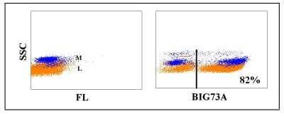 Flow Cytometry: IgM Antibody (BIG73A) [NBP2-61072] - Obtained with bovine leukocytes