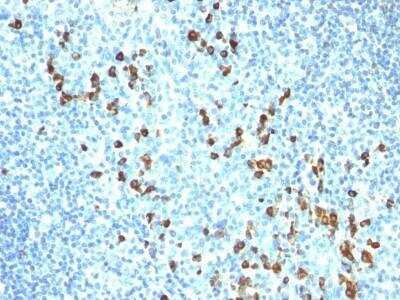 Immunohistochemistry-Paraffin: IgM Antibody (ICO-30) - Azide and BSA Free [NBP2-47723] - Human Tonsil stained with IgM Monoclonal Antibody (ICO-30)