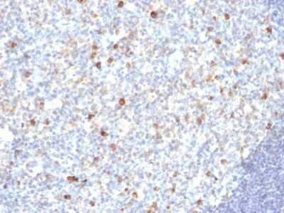 Immunohistochemistry-Paraffin: IgM Antibody (SPM188) [NBP2-45055] - Human Tonsil stained with IgM Monoclonal Antibody (SPM188)