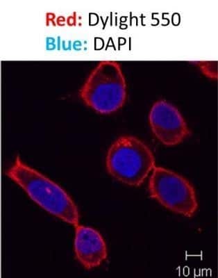 Immunocytochemistry/Immunofluorescence: IgM Antibody (SPM557) - Azide and BSA Free [NBP2-34422] - Analysis of LM7 cells using DyLight 550 conjugated anti-IgM antibody. DAPI Solution (blue; cat.# NBP2-31156) was used as a nuclear counterstain. Image from verified customer review.