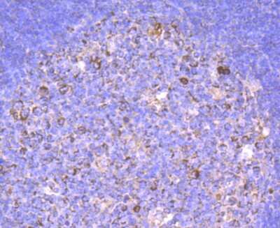 Immunohistochemistry-Paraffin: IgM Heavy Chain Antibody (JF84-09) [NBP2-66902] - Analysis of paraffin-embedded human tonsil tissue using anti-Human IgM antibody. Counter stained with hematoxylin.