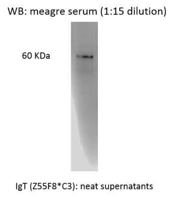 Western Blot IgT Antibody (Z55F8*C3) - BSA Free