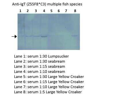 Western Blot IgT Antibody (Z55F8*C3) - BSA Free