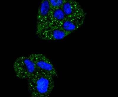 Immunocytochemistry/Immunofluorescence: IkB-alpha Antibody (SZ00-07) [NBP2-67369] - Staining IKB alpha in Hela cells (green). The nuclear counter stain is DAPI (blue). Cells were fixed in paraformaldehyde, permeabilised with 0.25% Triton X100/PBS.