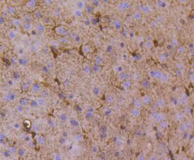 Immunohistochemistry-Paraffin: IkB-alpha Antibody (SZ00-07) [NBP2-67369] - Analysis of paraffin-embedded mouse brain tissue using anti-IKB alpha antibody. Counter stained with hematoxylin.