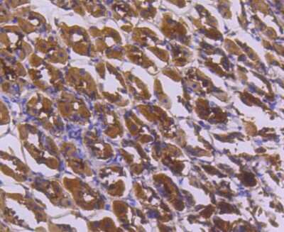 Immunohistochemistry-Paraffin: IkB-alpha Antibody (SZ00-07) [NBP2-67369] - Analysis of paraffin-embedded mouse stomach tissue using anti-IKB alpha antibody. Counter stained with hematoxylin.