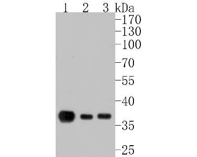 Western Blot: IkB-alpha Antibody (SZ00-07) [NBP2-67369] - Western blot analysis of IkB-alpha on different lysates. Proteins were transferred to a PVDF membrane and blocked with 5% BSA in PBS for 1 hour at room temperature. The primary antibody (1/500) was used in 5% BSA at room temperature for 2 hours. Goat Anti