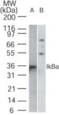 Western Blot: IkB-alpha Antibody [NB100-56416] - Analysis of IkB-alpha in A) human Daudi and B) mouse NIH3T3 using IkBalpha antibody at 1 ug/mL. No cross-reacting is seen with the mouse lines. Goat anti-rabbit Ig HRP secondary antibody and PicoTect ECL substrate solution were used for this test.