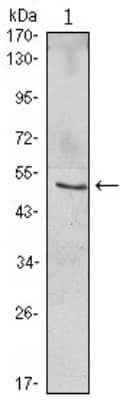 Western Blot: IkB-beta Antibody (7B4) [NBP1-51637] - Western blot analysis using NFKBIB mouse mAb against Jurkat (1) cell lysate.