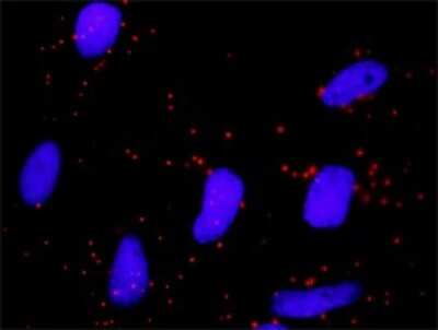 Proximity Ligation Assay: IkB-beta Antibody [H00004793-D01P] - Analysis of protein-protein interactions between NFKBIB and FBXW11. HeLa cells were stained with anti-NFKBIB rabbit purified polyclonal 1:1200 and anti-FBXW11 mouse monoclonal antibody 1:50. Each red dot represents the detection of protein-protein interaction complex, and nuclei were counterstained with DAPI (blue).