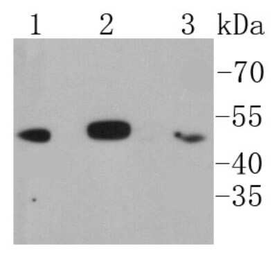 Western Blot: IkB-beta Antibody (SN0648) [NBP2-67645] - Analysis of IKB beta on different lysates using anti-IKB beta antibody at 1/1,000 dilution. Positive control: Lane 1: Jurkat Lane 2: Hela Lane 3: THP-1